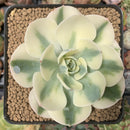 Echeveria 'Compton Carousel' 3" Succulent Plant