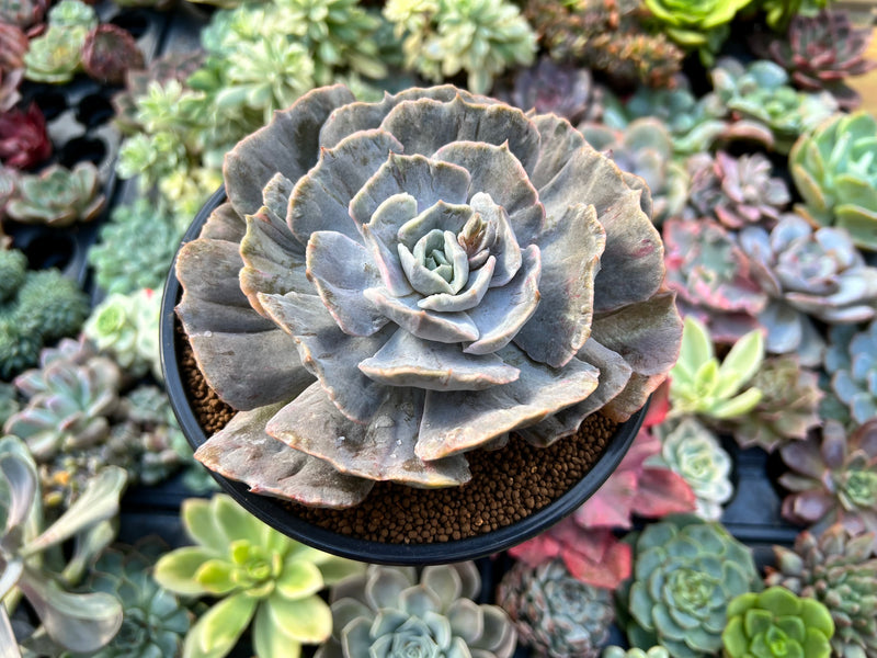 mutated succulent Echeveria 'Lilacina' Mutated 4" Succulent Plant – True Succulents Plant Co