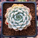 Echeveria 'White Zaragoza' 2" Succulent Plant