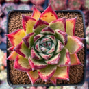 Echeveria Agavoides Hybrid 3" Special Clone Succulent Plant