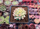 Echeveria 'Mebina' Variegated 2" Succulent Plant