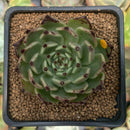 Echeveria Agavoides 'Sarabony' 2" Succulent Plant