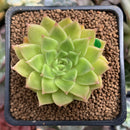 Echeveria Agavoides 'Francesca' Variegated 2" Succulent Plant