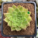 Echeveria Agavoides 'Francesca' Variegated 2" Succulent Plant