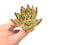 Echeveria Agavoides ‘Ebony’ Hybrid 3" Rare Succulent Plant