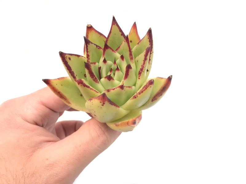 Echeveria Agavoides ‘Ebony’ Hybrid 3" Rare Succulent Plant
