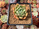 Echeveria Agavoides sp. 2" Succulent Plant