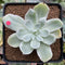 Echeveria 'Pastel' Variegated 3" Succulent Plant
