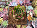 Echeveria Agavoides 'Mèngxiâng' 2" Succulent Plant