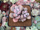 Graptopetalum 'Amethystinum' 2" Succulent Plant