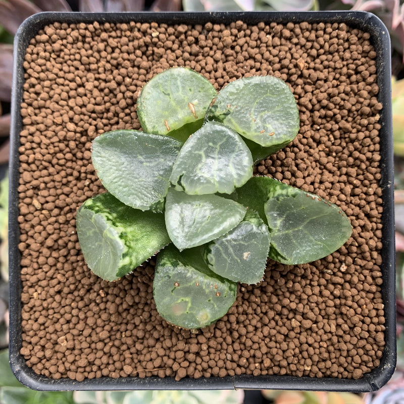 big leaf succulent Haworthia 'Ikeda' Wide Leaf 2" Succulent Plant – True Succulents Plant Co