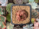 Echeveria Agavoides 'Almond' 1" Succulent Plant