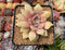 Echeveria 'Pastel Leon' 3"-4" Succulent Plant