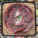 Echeveria 'Big Red' Hybrid 3" Succulent Plant