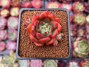 Echeveria Agavoides 'Cagliari' 1" Succulent Plant