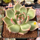 Echeveria Agavoides 'Miss A' 2"-3" Succulent Plant