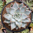 Echeveria 'Colorata' 4" Powdery Succulent Plant