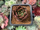 Echeveria Agavoides 'Cinnamon' 1" Succulent Plant