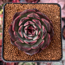 Echeveria Agavoides 'Eclipse' 2" Succulent Plant