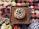 Echeveria Hybrid sp. 1" Succulent Plant