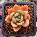 Echeveria Agavoides 'Mecklenburgh' 1" Succulent Plant