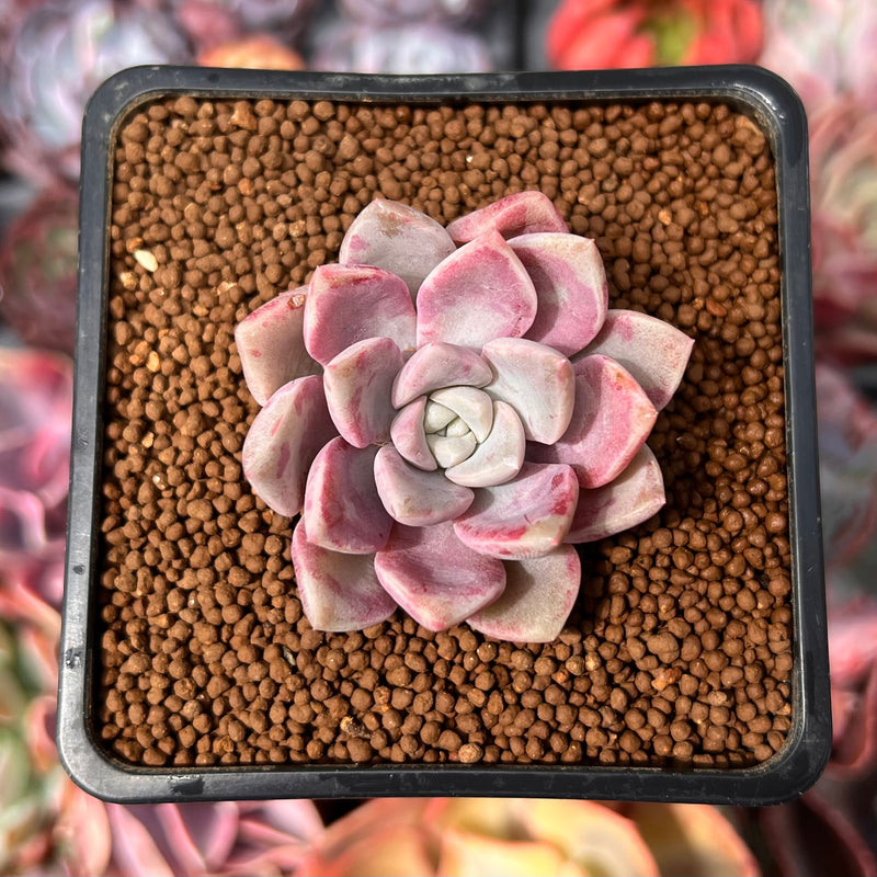 pink succulent Echeveria 'Pink Spot' 1" Succulent Plant – True Succulents Plant Co