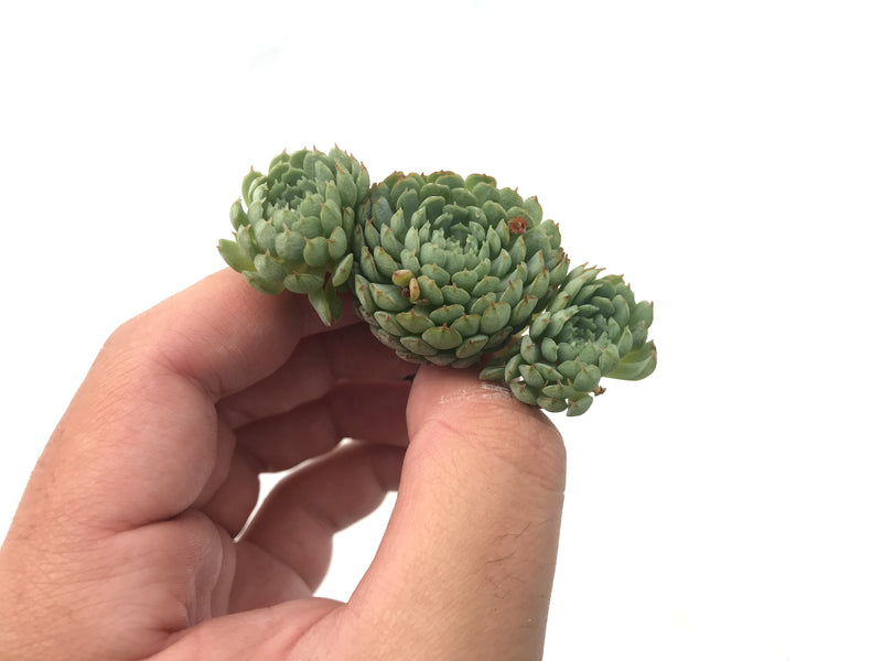 Echeveria 'Globulosa' Cluster 1" Rare Succulent Plant