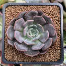 Echeveria 'Maroon Hill' 2" Succulent Plant