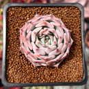 Echeveria 'Black Ball' 1" New Hybrid Succulent Plant