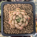 Echeveria 'Pink Top' 1" Succulent Plant
