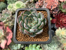 Echeveria 'Mata' 1" New Hybrid Succulent Plant