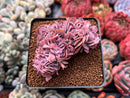 Echeveria 'Florence' Crested 2" Succulent Plant
