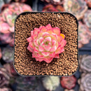 Echeveria sp. 1" Small Succulent Plant