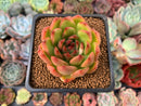 Echeveria Agavoides sp. 2" Light Variegation Succulent Plant