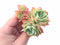 Echeveria Pansy With Crested Head 2”-3" Rare Succulent Plant