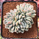 Echeveria 'Elsa' 3" Cluster Succulent Plant