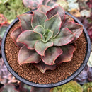 Echeveria 'Minigosaong' Non-Variegated 3"-4" Succulent Plant