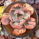 Echeveria 'Beyonce' Variegated 3" Succulent Plant