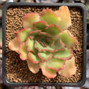 Echeveria 'Shaviana' Hybrid 1"-2" Succulent Plant