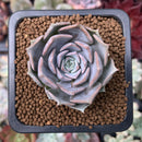 Echeveria 'Sunset' 1" Succulent Plant