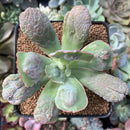 Echeveria 'Linguas' 3" Succulent Plant
