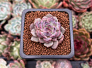 Echeveria 'Herbion' 1" Succulent Plant