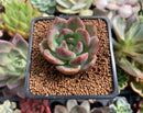 Echeveria 'Salmon' 1" Succulent Plant