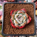 Echeveria 'Starmark' 1" Succulent Plant