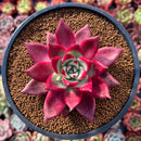 Echeveria Agavoides 'Oculus' 3" Succulent Plant