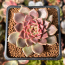 Echeveria 'Cindy' 2" Succulent Plant