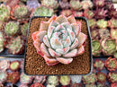 Echeveria 'Sublime' 4" Succulent Plant