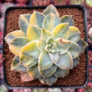 harry watson succulent Graptoveria 'Harry Watson' Variegated 2"-3" Succulent Plant – True Succulents Plant Co