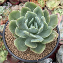 Echeveria 'Luella' Variegated 4" Large Succulent Plant