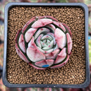 Echeveria 'Hongye' 1" Succulent Plant
